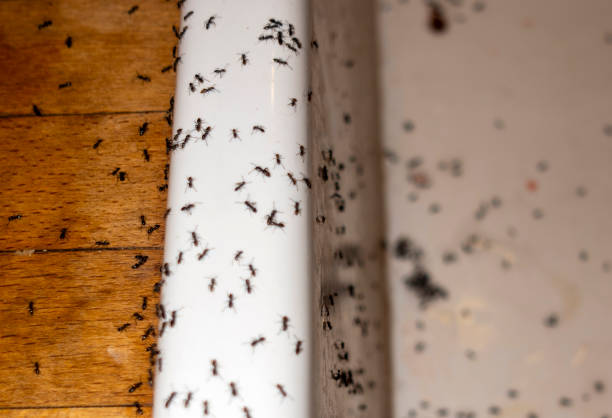 Best Local Pest Control Services  in Sanborn, IA